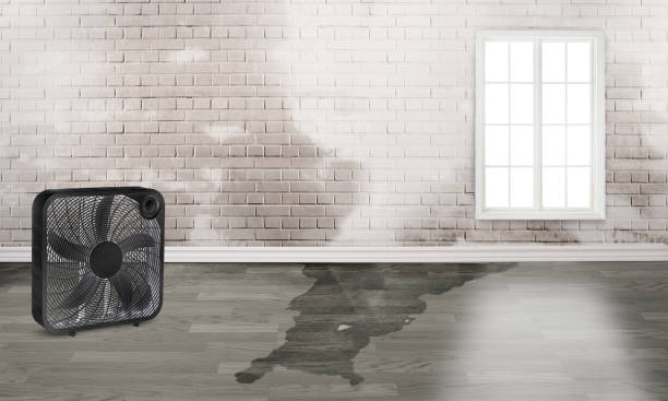 Best Water damage restoration near me  in Mona, UT